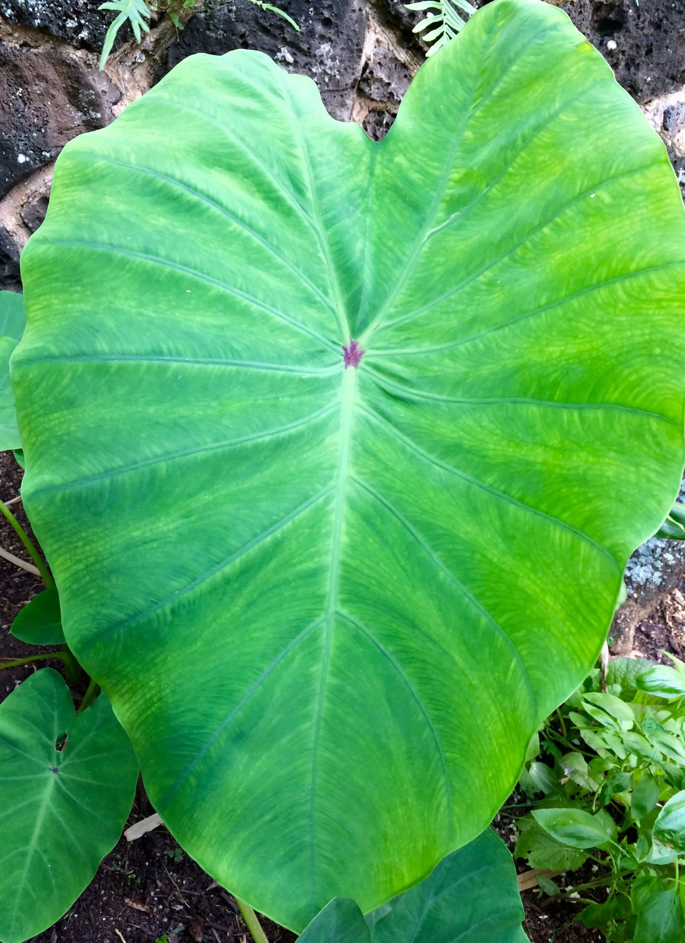 Soil sampling and testing services in Hawaiʻi