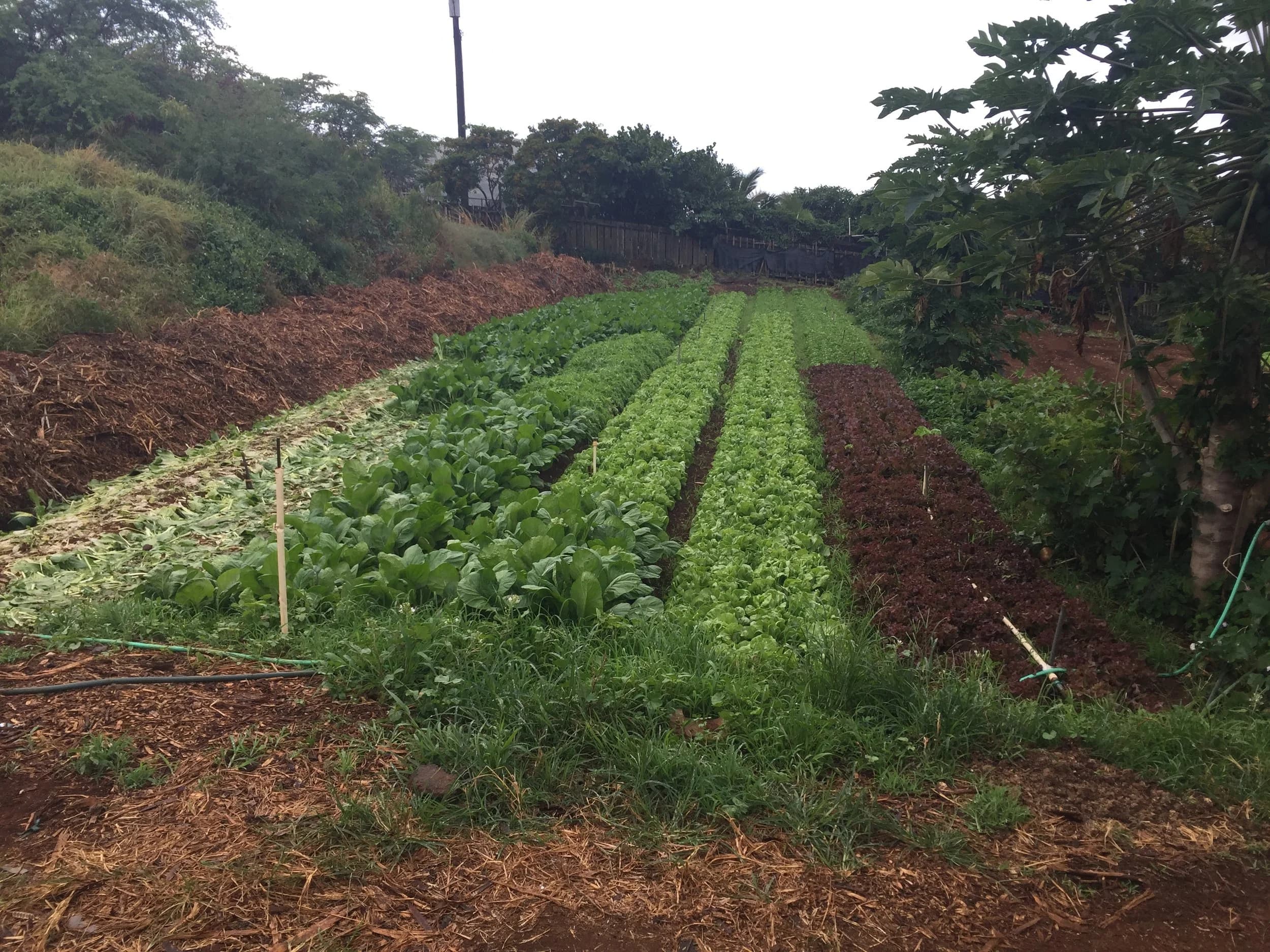 The Makaliʻi Metrics team working in the field and lab across Hawaiʻi